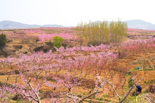 山东蒙阴桃花开满山47