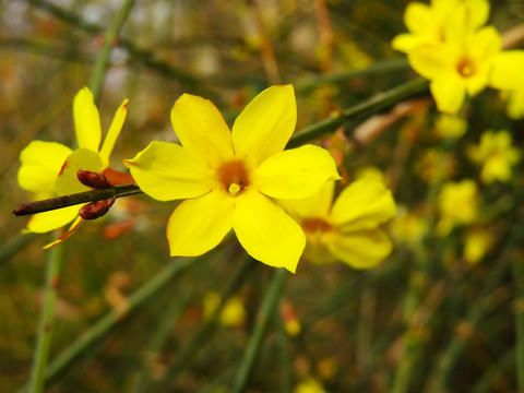 迎春花