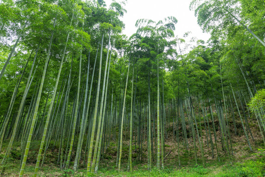 竹枝