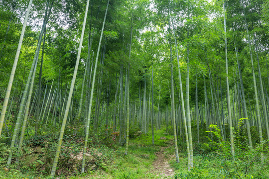 竹枝