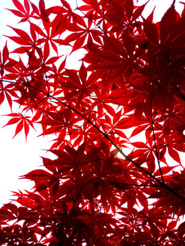 紅楓紅葉楓葉