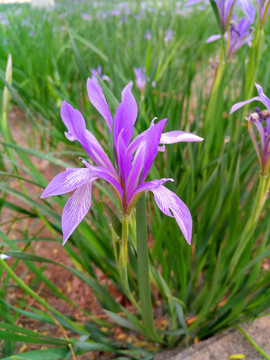 马莲花马兰花