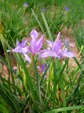 马莲花马兰花