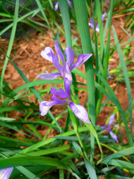 马莲花马兰花