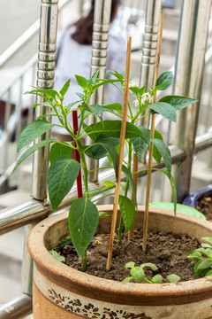 室内植物盆栽