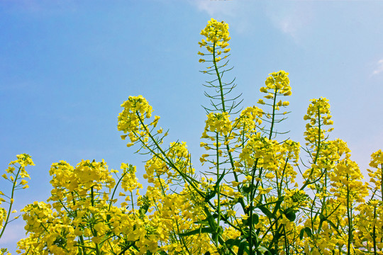 油菜花