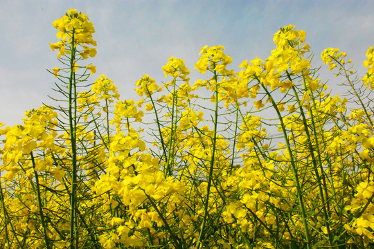 油菜花