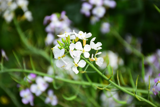 油菜花