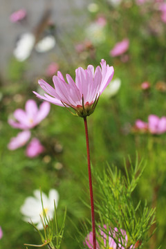 格桑花