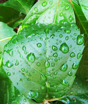 雨后露珠