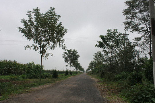 道路