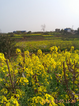 油菜花