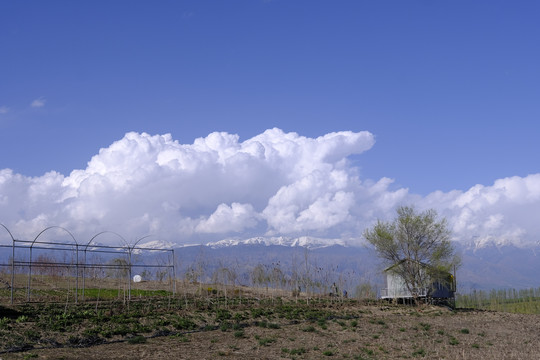 田野