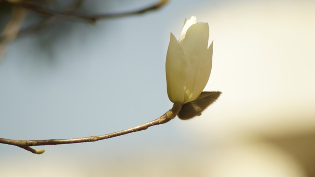 玉兰花