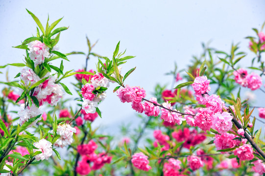 桃花背景素材