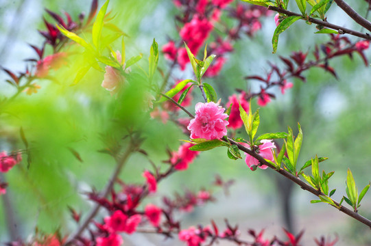 美丽桃花