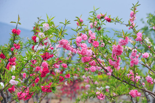 美丽桃花