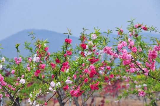 桃花盛开