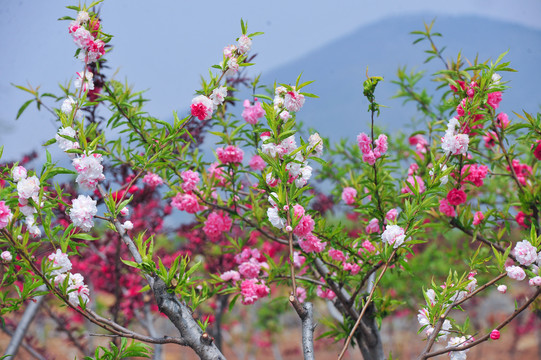 桃花