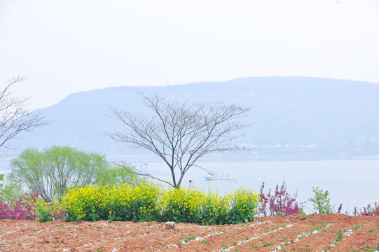 湖畔春景