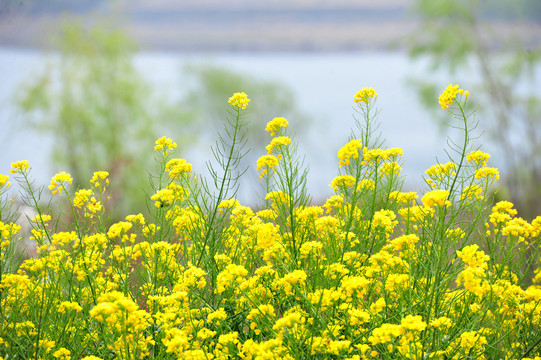 油菜花