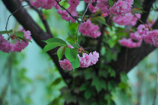 樱花树