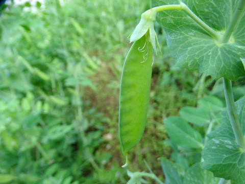 豌豆特写