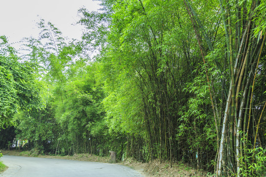 竹林小路