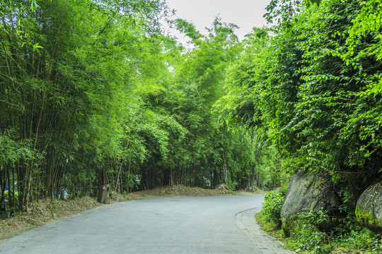 竹林小路