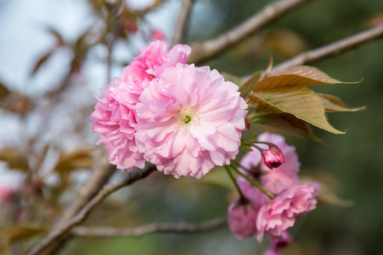 樱花