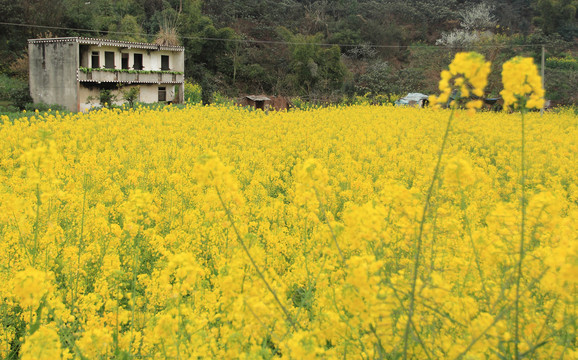 油菜花背景素材