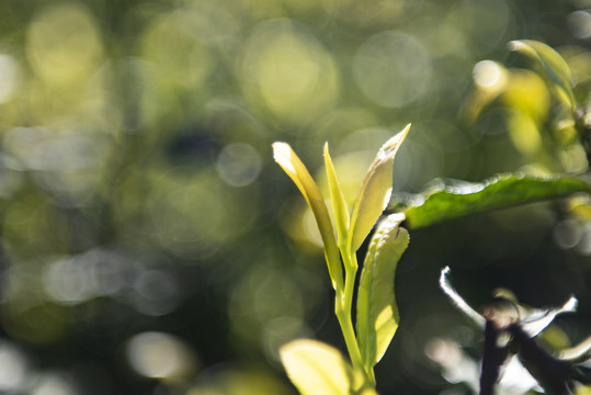 黄金茶茶叶茶园