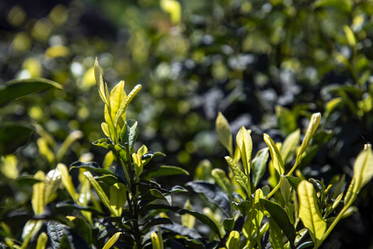 黄金茶茶叶茶园