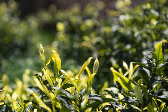 黄金茶茶叶茶园