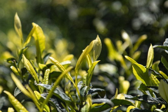 黄金茶茶叶茶园