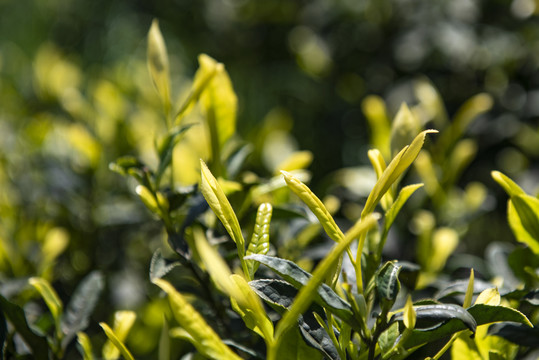 黄金茶茶叶茶园