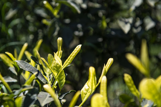 黄金茶茶叶茶园