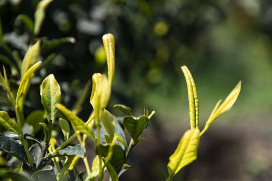 黄金茶茶叶茶园