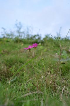 格桑花