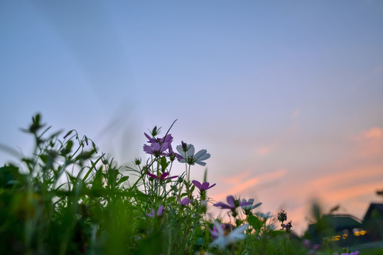 格桑花