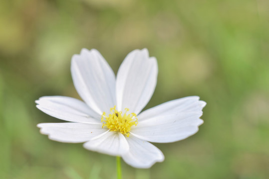 格桑花