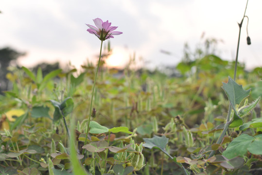 波斯菊