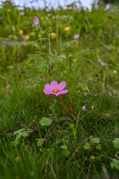 格桑花