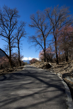 斑驳树影公路雪山桃花