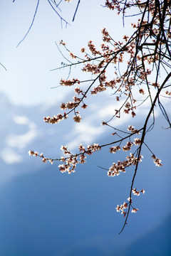 西藏林芝桃花特写