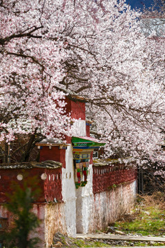 林芝桃花寺院桃花世外桃源