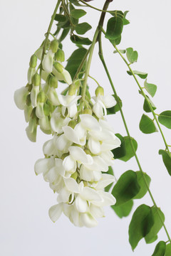 槐花