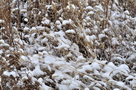 雪地