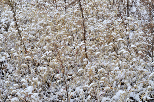 雪地