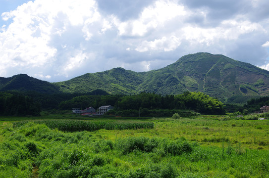 高山茶园